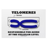 Telomeres Responsible For Aging At Cellular Level Personalized Stationery