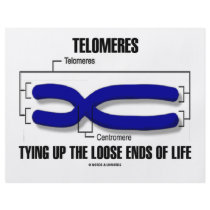 Telomeres Tying Up The Loose Ends Of Life Flyers