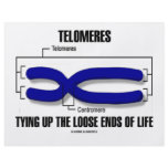 Telomeres Tying Up The Loose Ends Of Life flyers