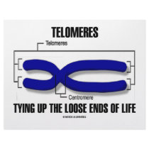 Telomeres Tying Up The Loose Ends Of Life letterhead