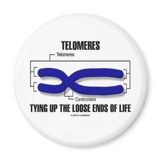 Telomeres Tying Up The Loose Ends Of Life magnet