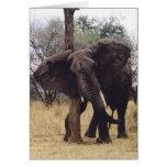 Tembo (Elephant) Scratching Greeting Cards