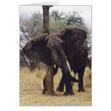 Tembo (Elephant) Scratching Greeting Cards