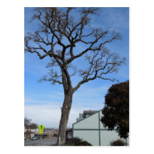 Templeton Oak Towers over Main St Post Card