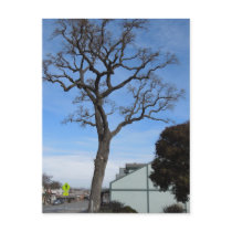 Templeton Oak Towers over Main St Post Card