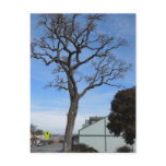 Templeton Oak Towers over Main St postcards
