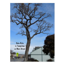 Templeton Oak Towers over Main St Postcard