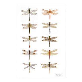 Ten Dragonfly Species Print