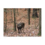 Ten Point Buck Post Cards