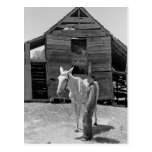 Tenant Farmer's Mule, 1930s Postcard
