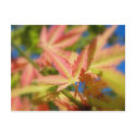 Tender Autumn Colors/ Postcard by riverme Tender Autumn Colors/ Postcard