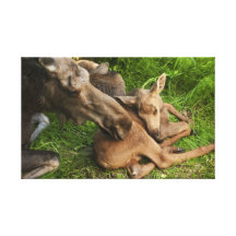Tender Moments Canvas Print