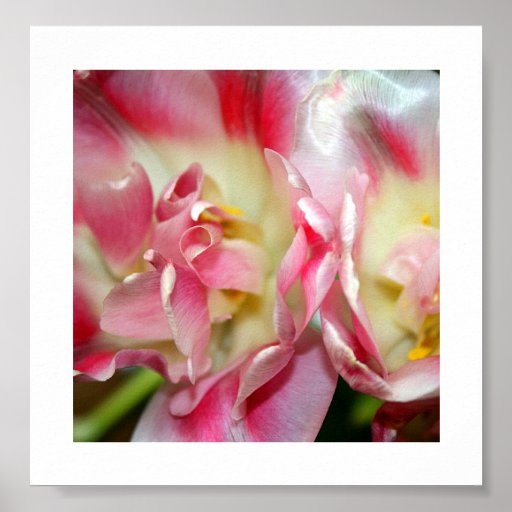 Tender Pink Posters