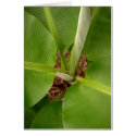 Tender Shoots cards