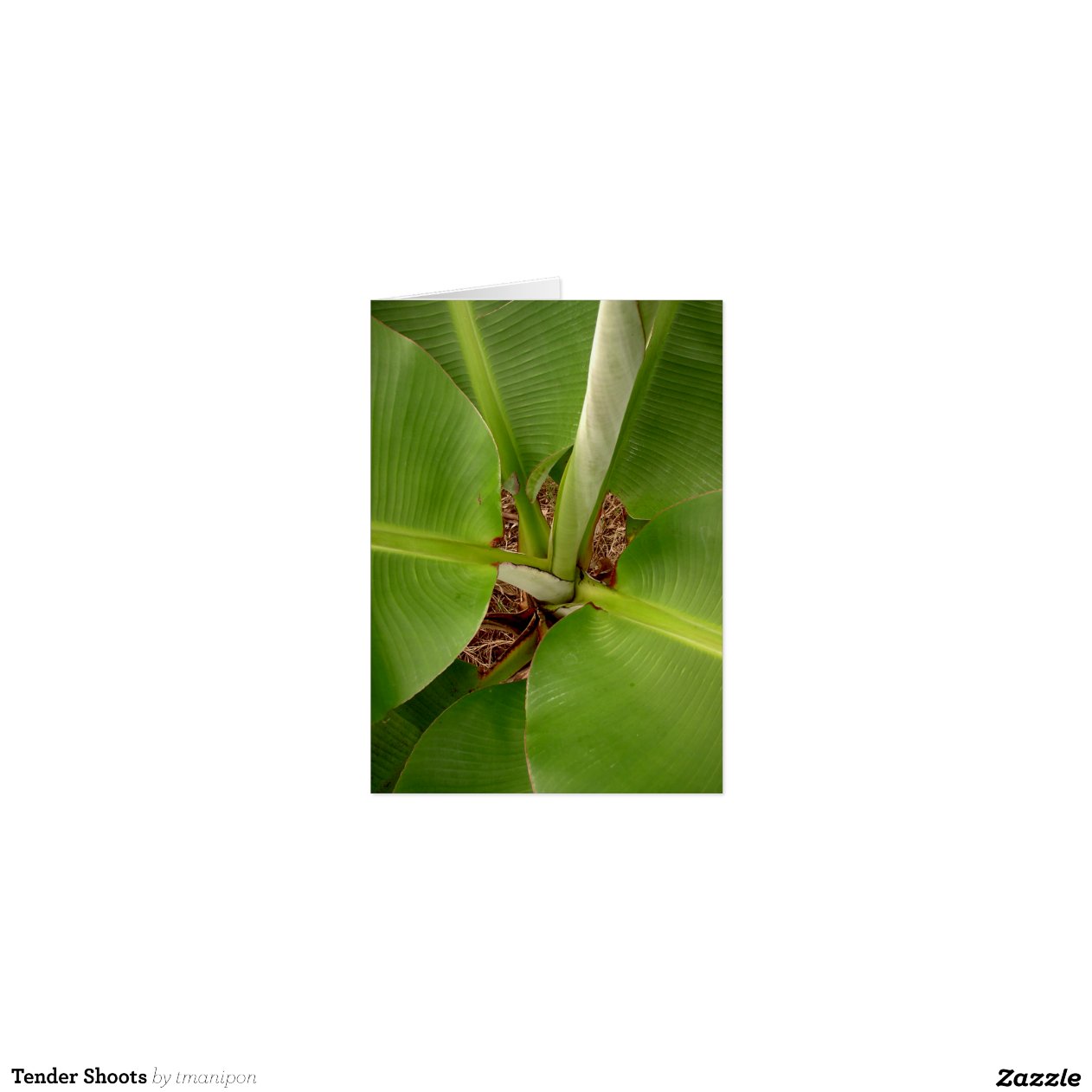 tender-shoots-cards-zazzle