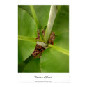 Tender Shoots posters