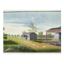 Tending tea plants (w/c on paper) postcard