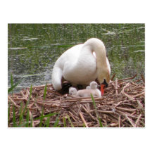 Tending to the Babies Postcard