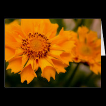 Tennessee Flowers cards