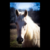Tennessee Horse Print posters