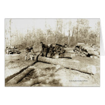 Tennessee Lumberjacks cards