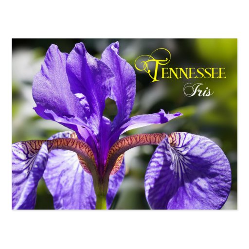 tennessee-state-flower-iris-postcard-zazzle