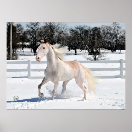 A red roan Tennessee Walker in the snow poster