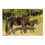 Tennessee Walking Horse Mare and Foal Post Card