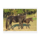postcard - Mare and foal in a field