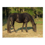 Tennessee Walking Horse Postcards