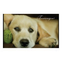 Tennis anyone? posters by dogsdogsdogsdogsdogs Tennis anyone? posters