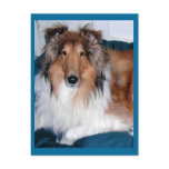 Tennyson-A collie Post Card Tennyson-A collie Post Card