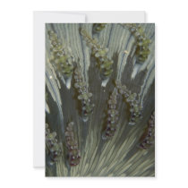 Tentacles of a ringed anemone custom invite
