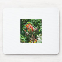 Tequilla Sunrise Rose Mousepad by gettingreen Tequilla Sunrise Rose Mousepad