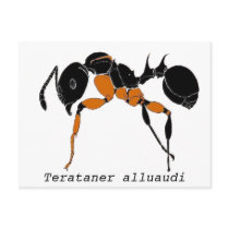 Terataner alluaudi postcards by Gary_Alpert Terataner alluaudi postcards