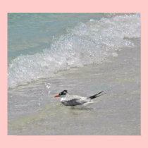 Tern Bathing on Shore posters