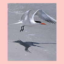 Tern Flapping Wings Print posters