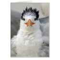 Tern Fluffy cards