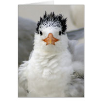 Tern Fluffy cards by dulaurence Tern Fluffy cards