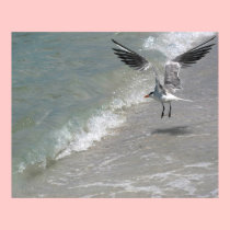 Tern Landing onshore posters