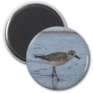 Tern on the Beach Magnet