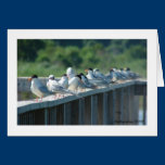 Terns at Cape May Point, NJ greeting card cards