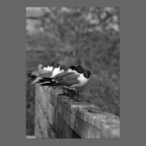 Terns on Wall posters
