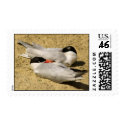 Terns postage