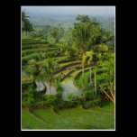 Terrace Ricefield in Bali postcards