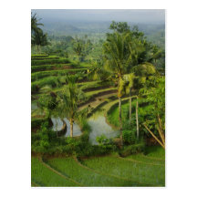 Terrace Ricefield in Bali Postcard