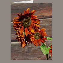 Terracotta Sunflowers cards