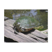 Terrapin Postcard by angeleyes_9136 Terrapin Postcard