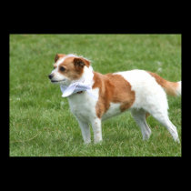 Terrier mix dog Poster posters