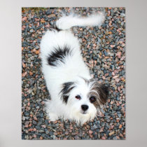 Terrier Poster